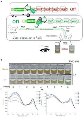 Pb(II)-inducible proviolacein biosynthesis enables a dual-color biosensor toward environmental lead